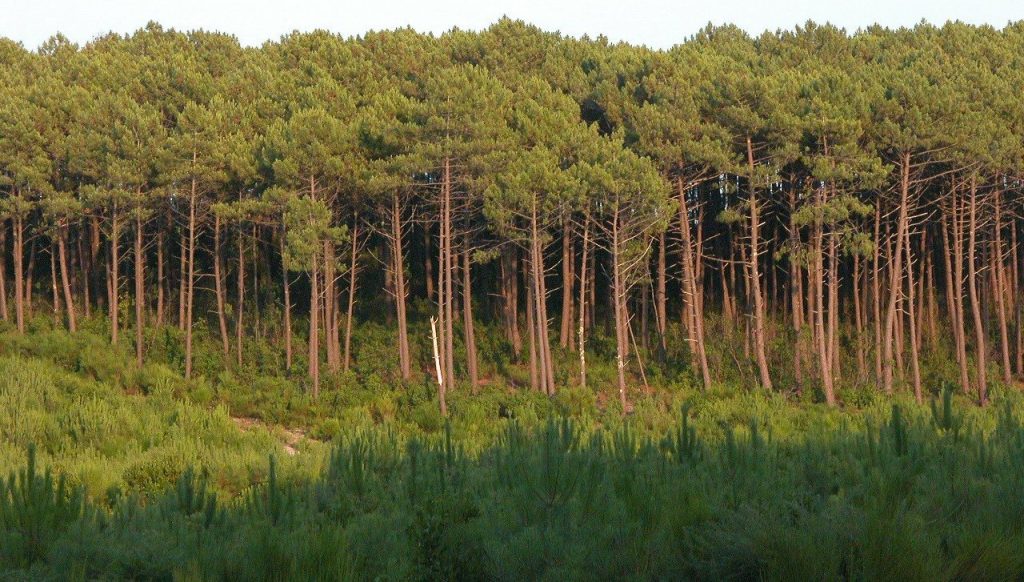 La forêt des Landes